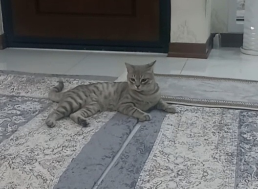 گربه طوسی.