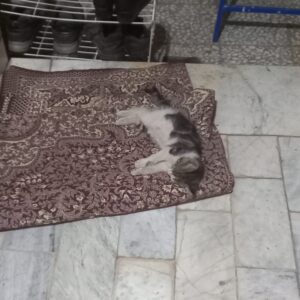گربه خانگی گم شده
