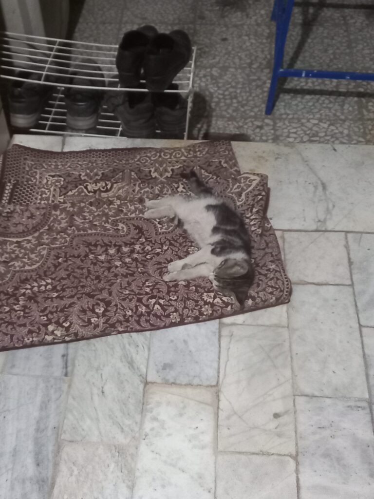 گربه خانگی گم شده