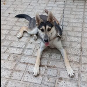 سگ ژرمن