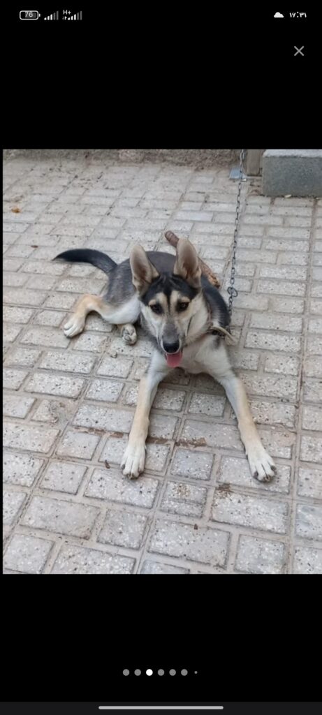 سگ ژرمن