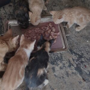 واگذاری رایگان بچه گربه