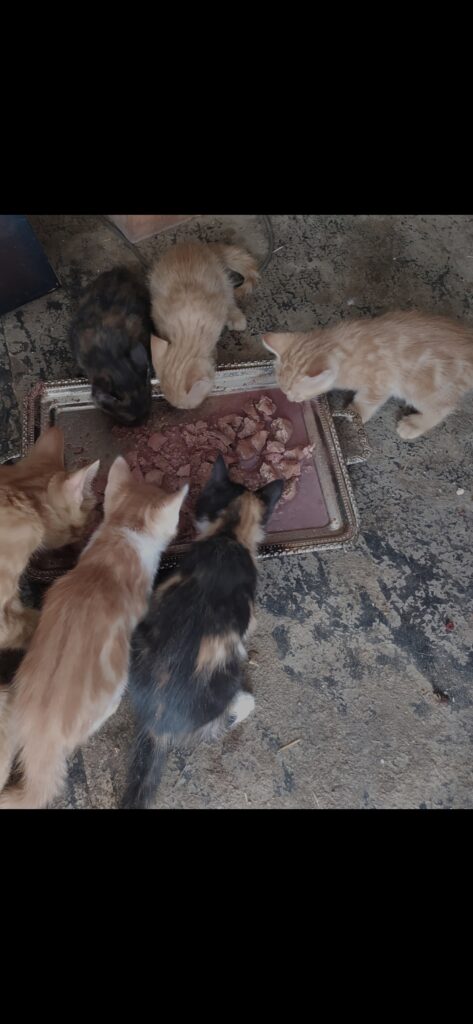 واگذاری رایگان بچه گربه