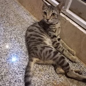 گربه ماده با رنگ خاص 6 ماهه