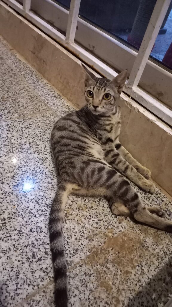 گربه ماده با رنگ خاص 6 ماهه
