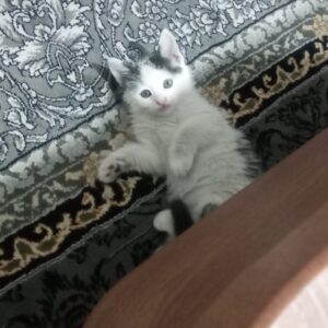 واگذاری بچه گربه ۲ماهه