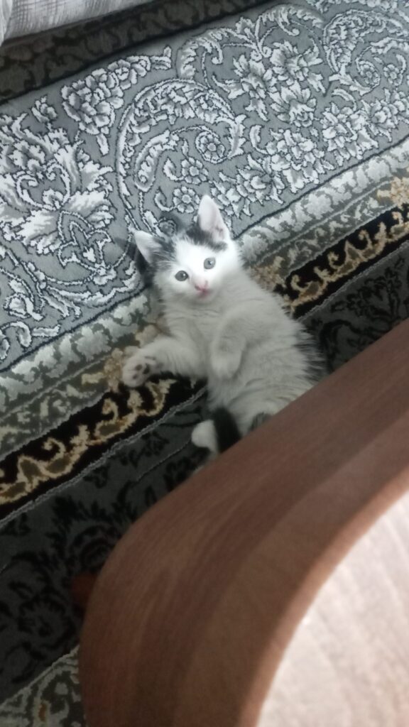 واگذاری بچه گربه ۲ماهه