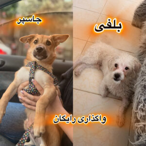 سگ مالتيز نر ٩ ماهه