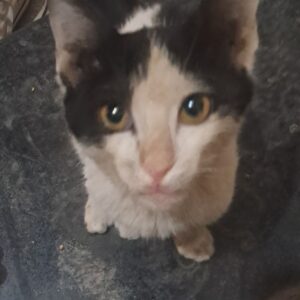 بچه گربه یک ماهه