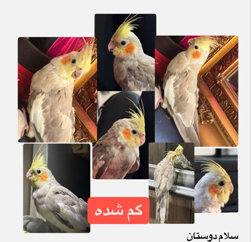 عروس هلندی/مژدگانی بالا