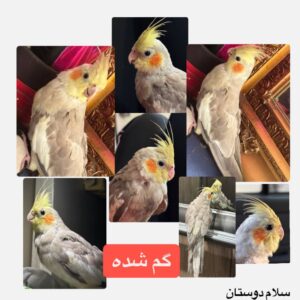 عروس هلندی/مژدگانی بالا