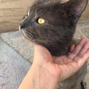 واگذاری گربه نر