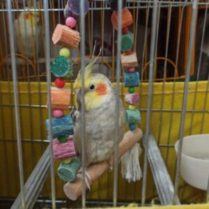 یک عروس هلندی گمشده