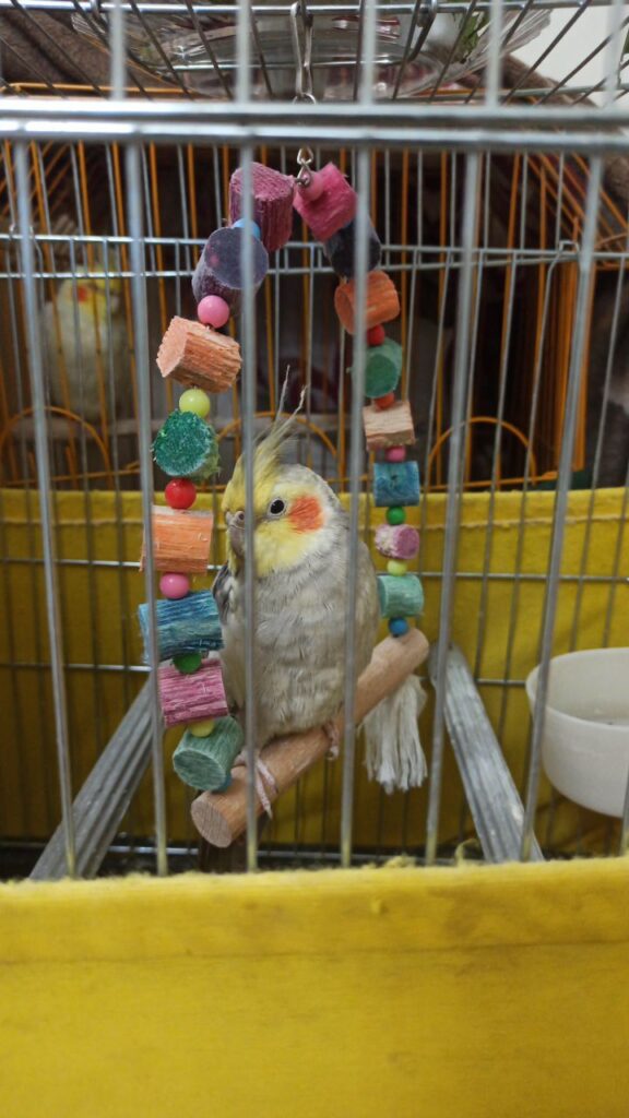یک عروس هلندی گمشده