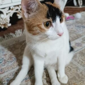 گربه ماده9ماهه همراه با گربه نر 2ماهه