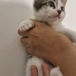 پچه گربه ناز و شیطون