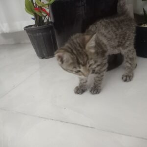 بچه گربه