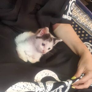 واگذاری بچه گربه