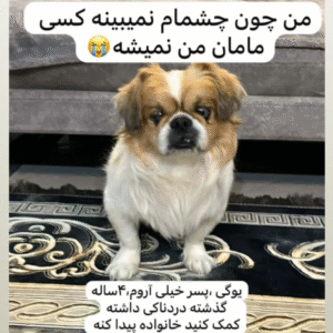 واگذاری سگ نژاد دار آپارتمانی