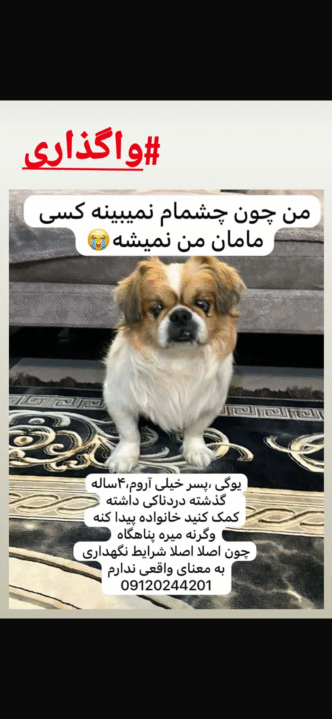 واگذاری سگ نژاد دار آپارتمانی