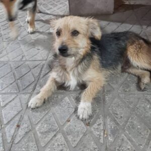 سگ رها شده