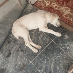 سگ پا شکسته