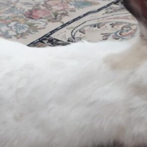 خرگوش ماده. دستی