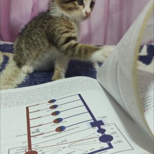بچه گربهٔ ملوس دوماهه