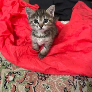واگذاری دو بچه گربه یک ماهه