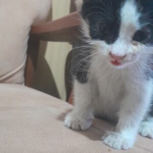 بچه گربه یه ماهه