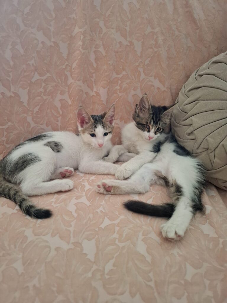 دو تا بچه گربه دو ماهه نجات یافته