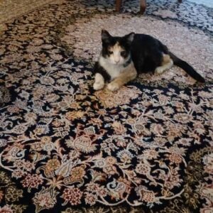 سرپرست برای گربه ی نابینای خیابانی