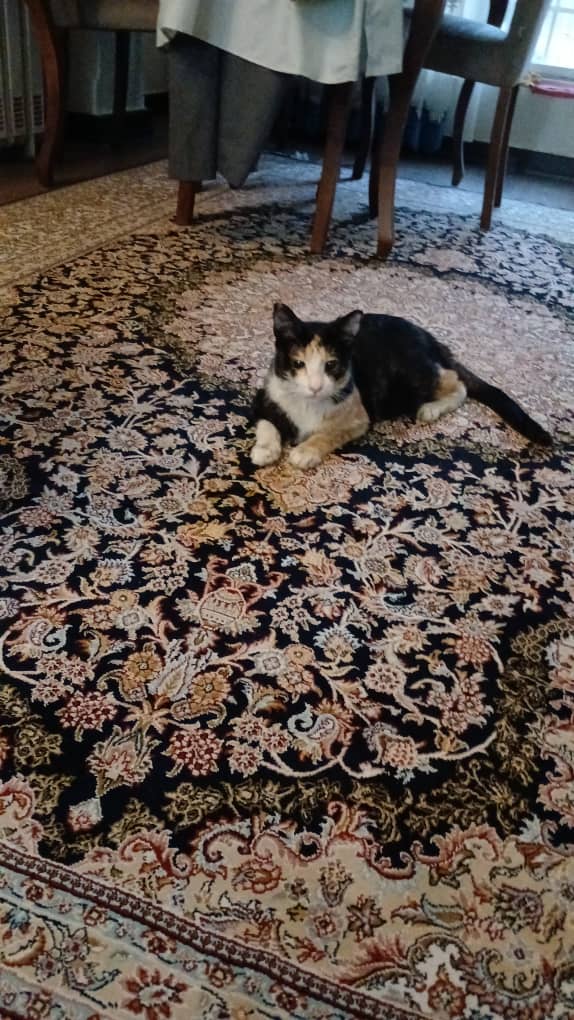 سرپرست برای گربه ی نابینای خیابانی
