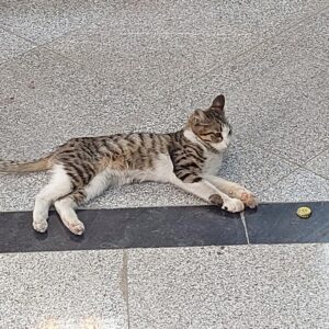 یه گربه که نمیدونم چند ماه یا نژادش چیه