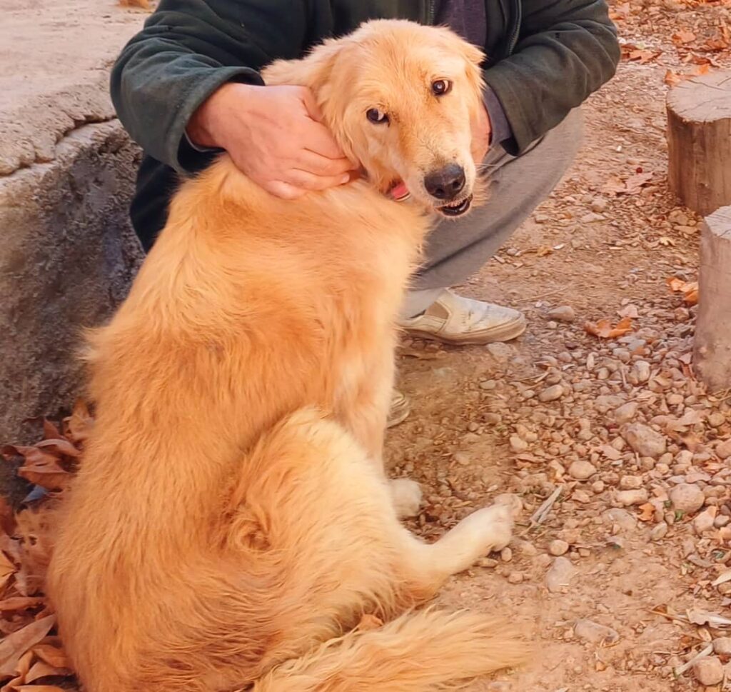 واگذاری گلدن