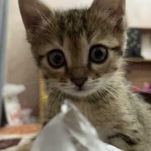 بچه گربه ماده