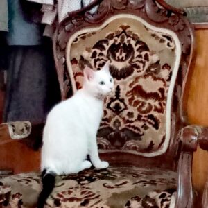 واگذاری گربه نر به افراد باتجربه