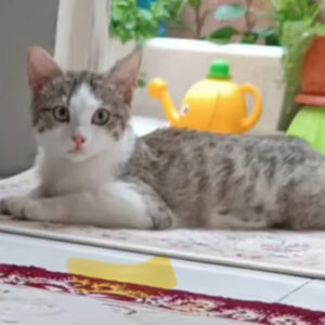 بچه گربه ملوس