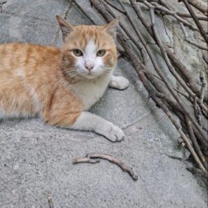 گربه ی dsh نارنجی رنگ (نر)