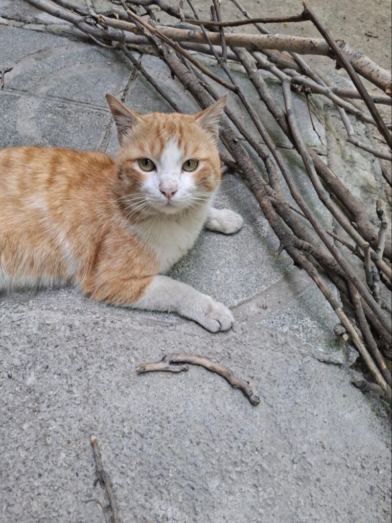 گربه ی dsh نارنجی رنگ (نر)