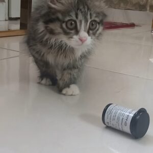 واگذاری رایگان گربه نژاد کمیاب نروژین فارست