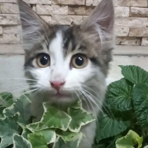 نی‌نی خوشمزه