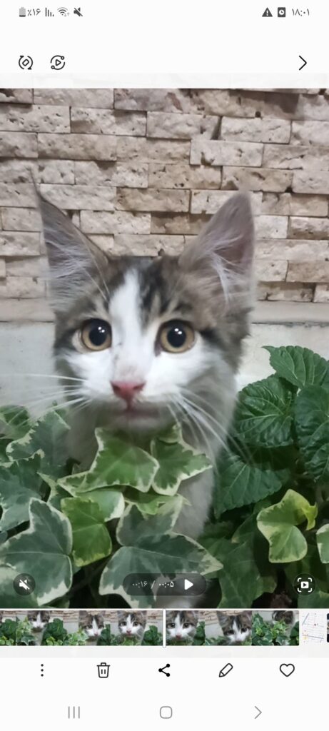نی‌نی خوشمزه