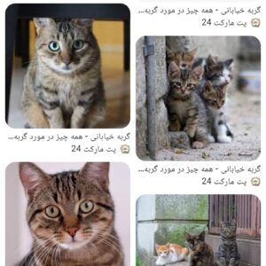 واگذاری گربه نوزاد
