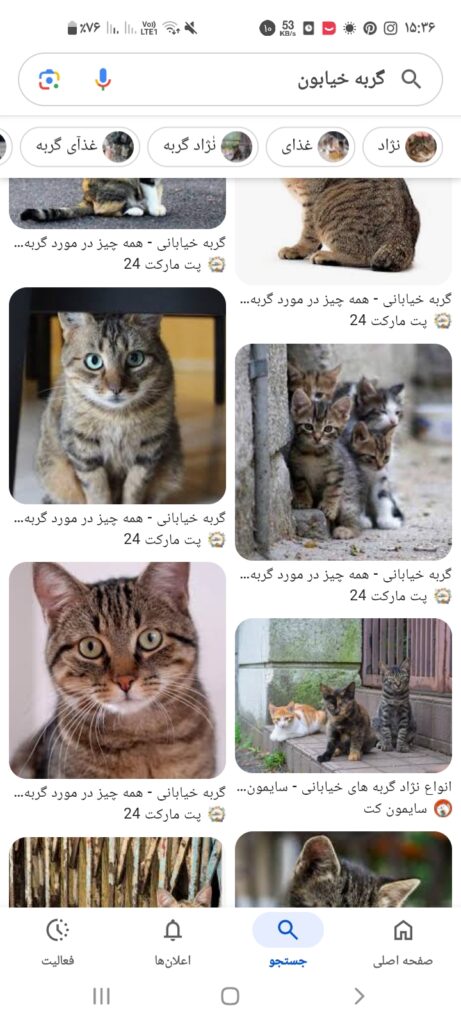 واگذاری گربه نوزاد
