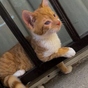 بچه گربه کوچولو پرتقالی