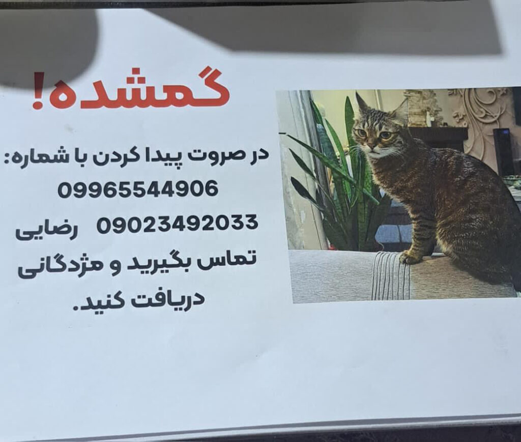 گربه گم شده