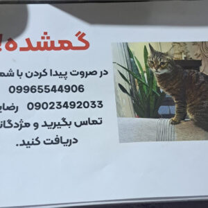 گربه گم شده
