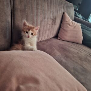 گربه DSH 4ماهه
