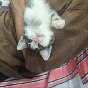 بچه گربه نر دو ماهه